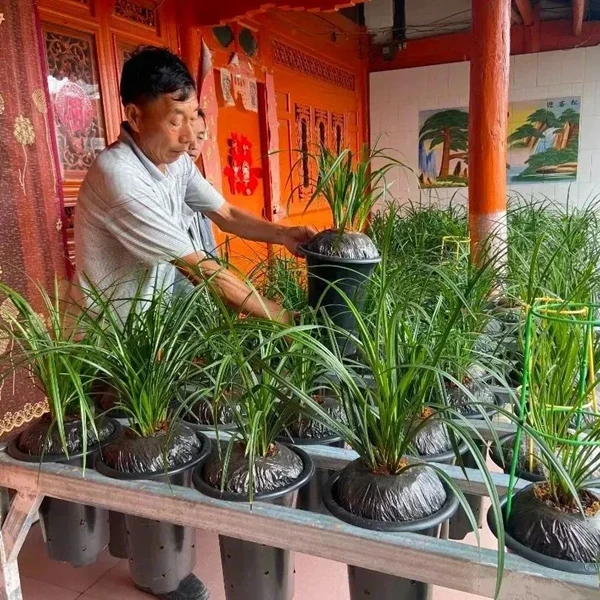 适合农村创业致富花卉种植_村庄种植花卉致富_农村种花致富能人