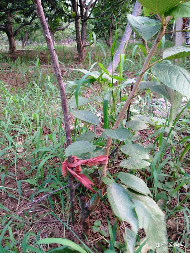 盆栽种植管理樱桃技术要点_盆栽樱桃的种植管理技术_盆栽种植管理樱桃技术视频