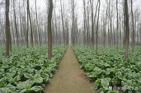 致富树木种植项目介绍_树木种植致富项目_致富树木种植项目有哪些