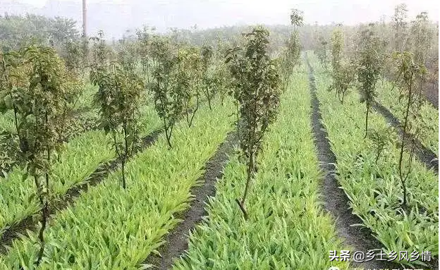 致富树木种植项目有哪些_致富树木种植项目介绍_树木种植致富项目