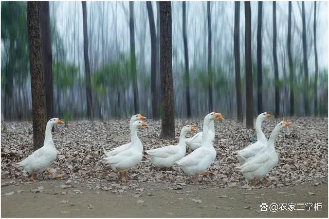 鹅的养殖流程_高效养殖技术养鹅_鹅的养殖技术