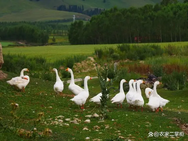 鹅的养殖流程_鹅的养殖技术_高效养殖技术养鹅