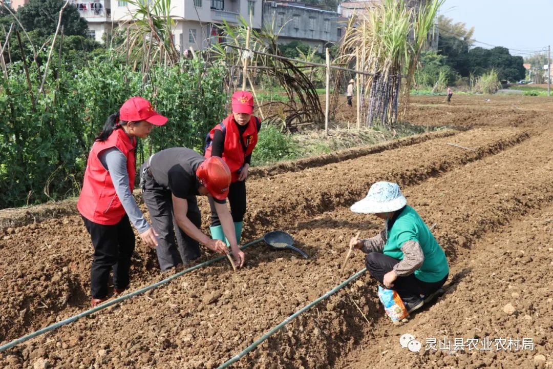 养殖鲤鱼技术指导方案_养殖鲤鱼技术_养殖理鱼技术培训