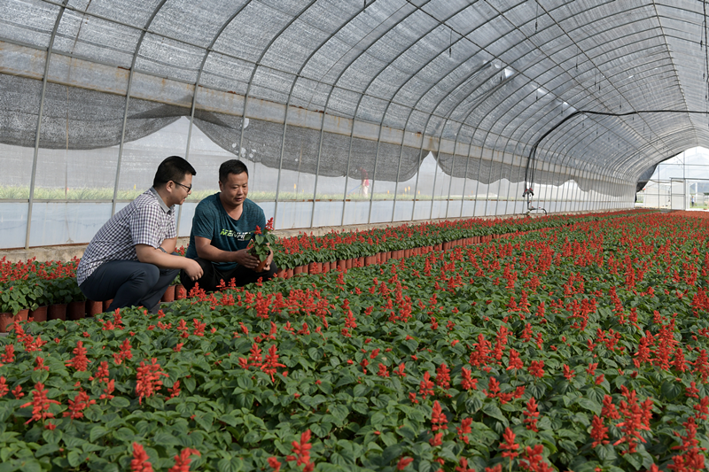 花卉致富村庄种植图片_适合农村创业致富花卉种植_村庄种植花卉致富