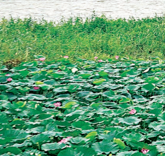 野生植物品种_致富经种野生植物_野生栽培品种