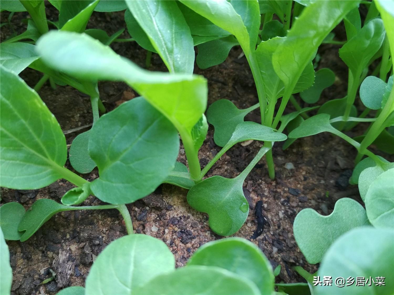 露天白菜种植视频_春白菜露天种植技术_露天种植白菜每亩产量多少