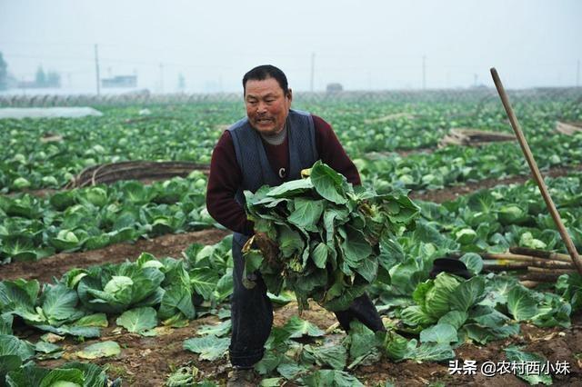 白菜夏天怎么露天种植方法_露天白菜栽培技术_春白菜露天种植技术