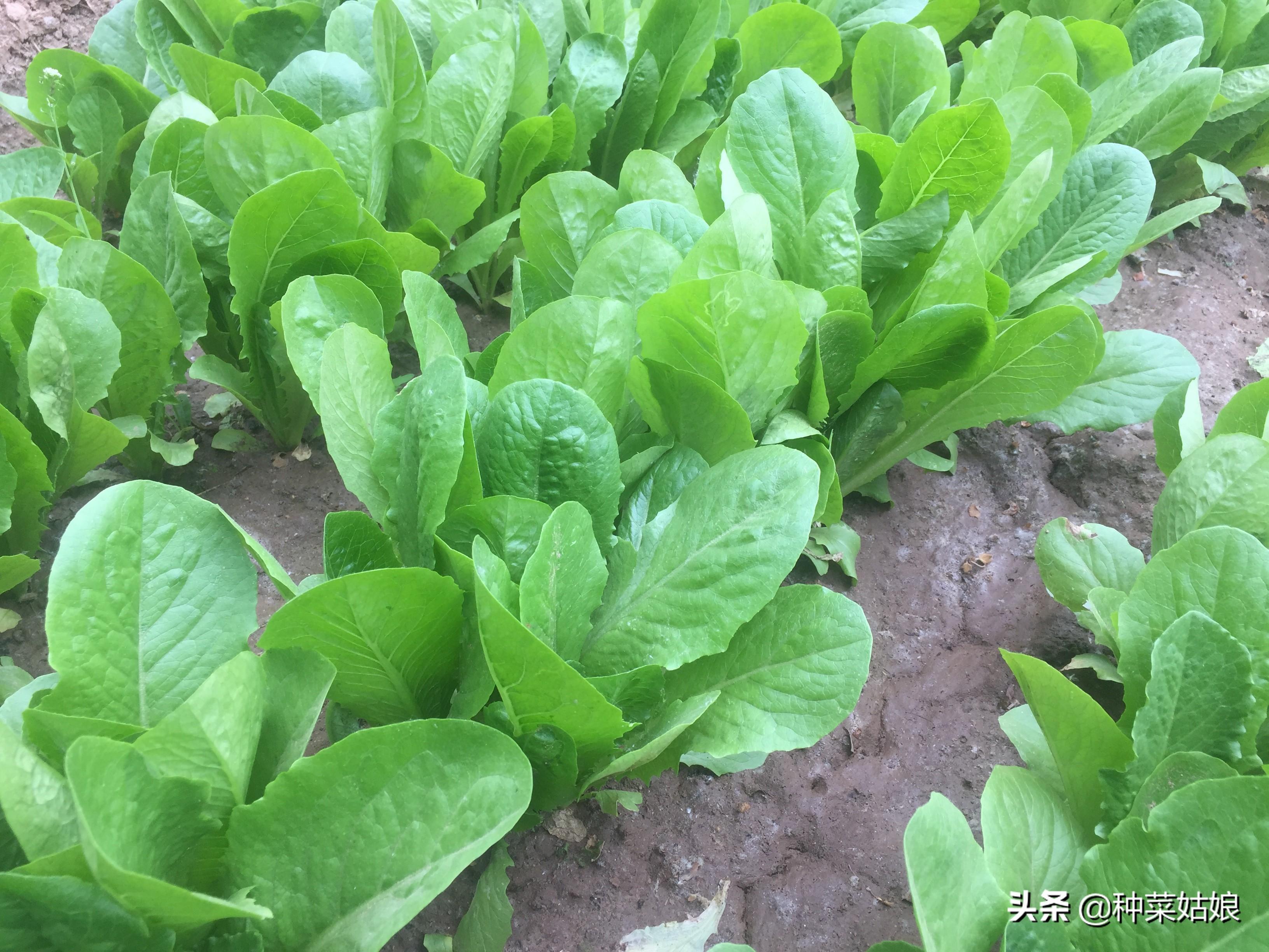 春白菜露天种植技术_春季露天白菜种植技术_露天白菜种植视频