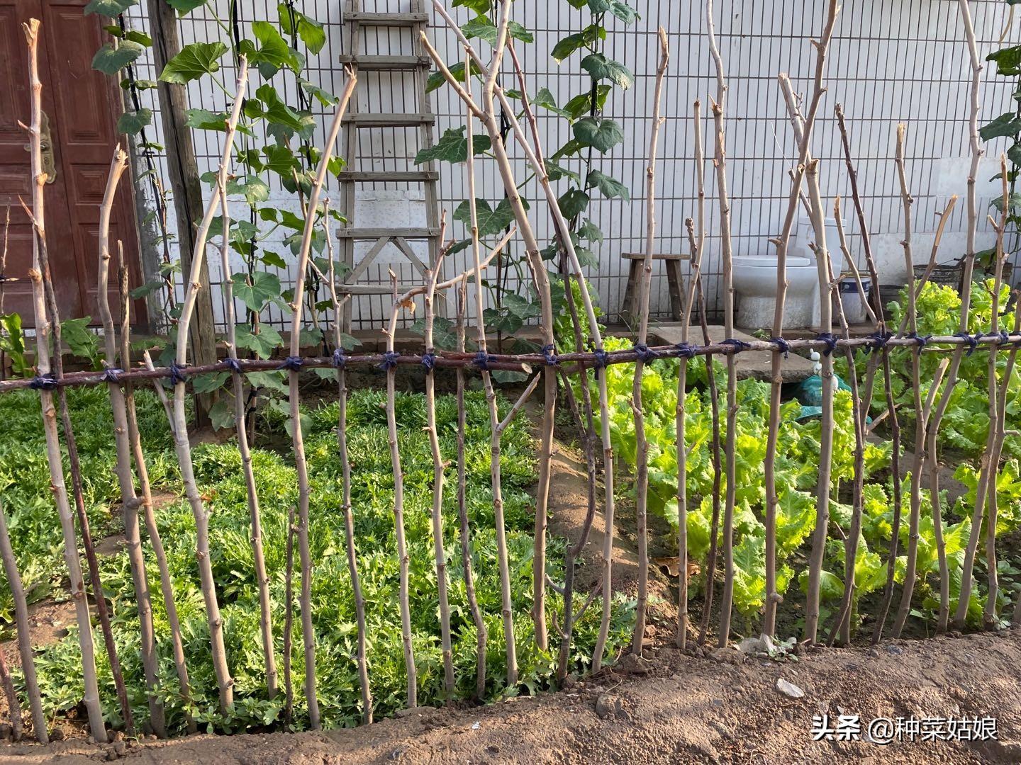 春白菜露天种植技术_春季露天白菜种植技术_露天白菜种植视频