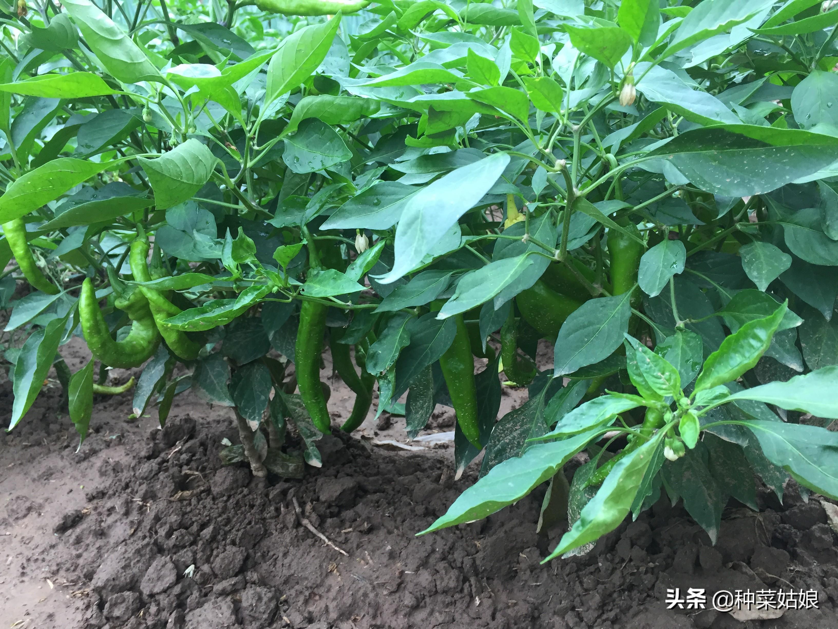 春季露天白菜种植技术_露天白菜种植视频_春白菜露天种植技术