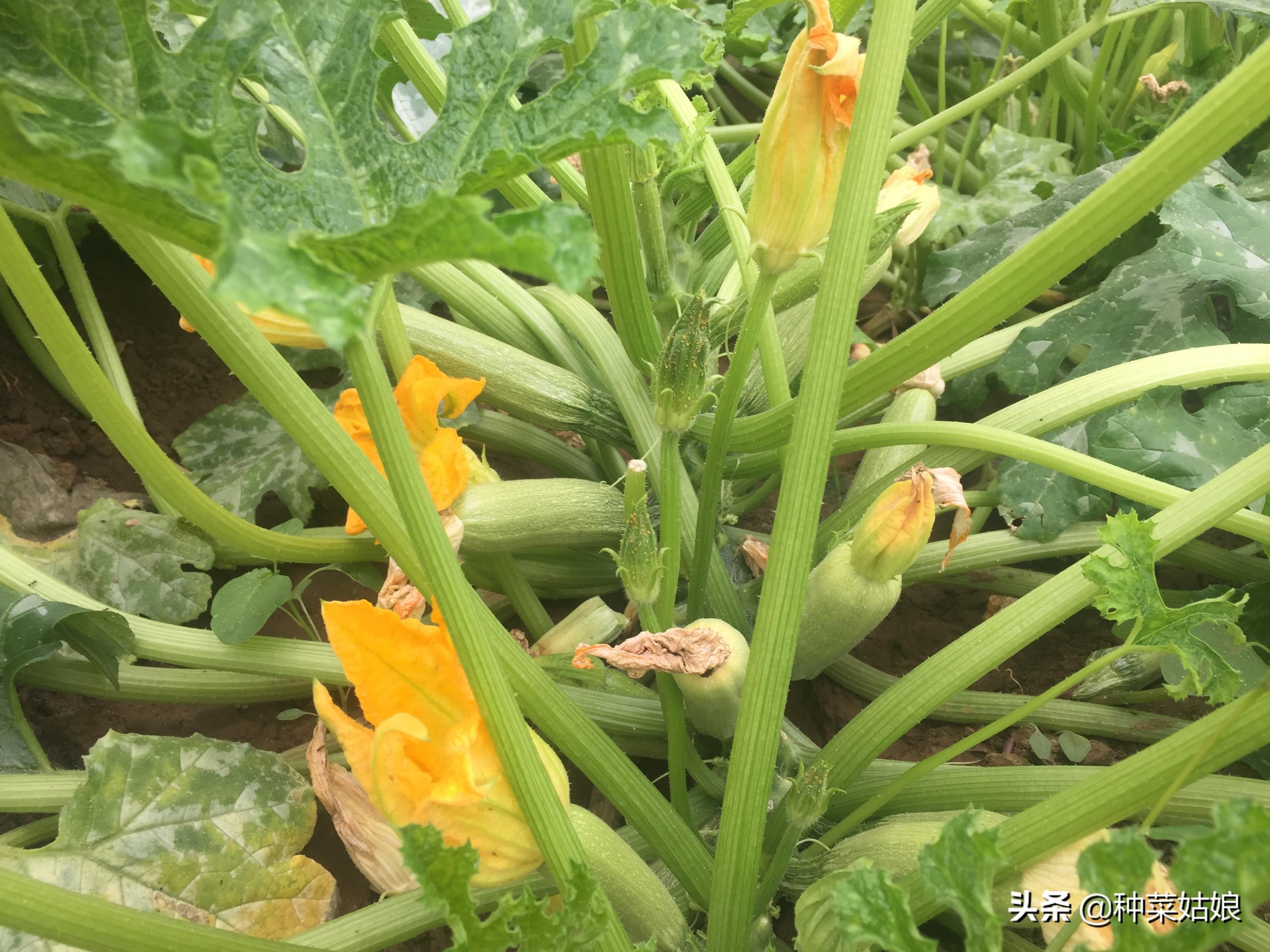 露天白菜种植视频_春季露天白菜种植技术_春白菜露天种植技术