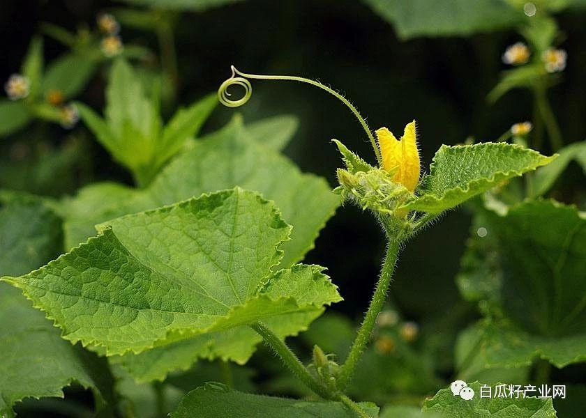 南瓜南方种植技术视频_南瓜南方种植技术要点_南方南瓜种植技术