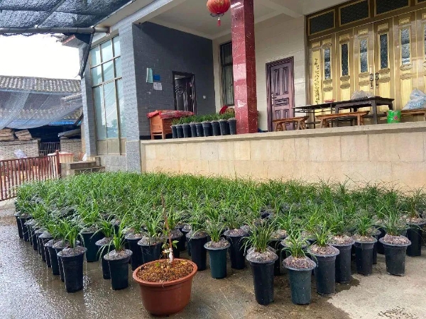 村庄种植花卉致富_花卉致富村庄种植图片_花卉致富村庄种植方法