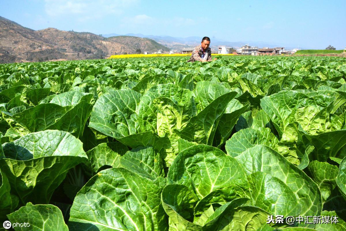 白菜保护地春化如何采种