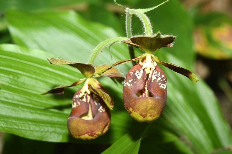 种植野生植物_野生栽培品种_致富经种野生植物