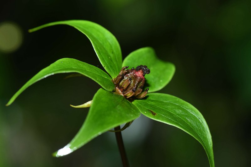 致富经种野生植物_野生栽培品种_种植野生植物