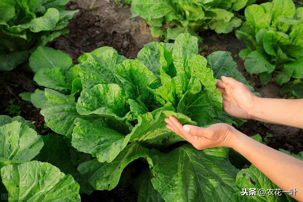 白菜夏天怎么露天种植方法_春白菜露天种植技术_露天种植白菜每亩产量多少