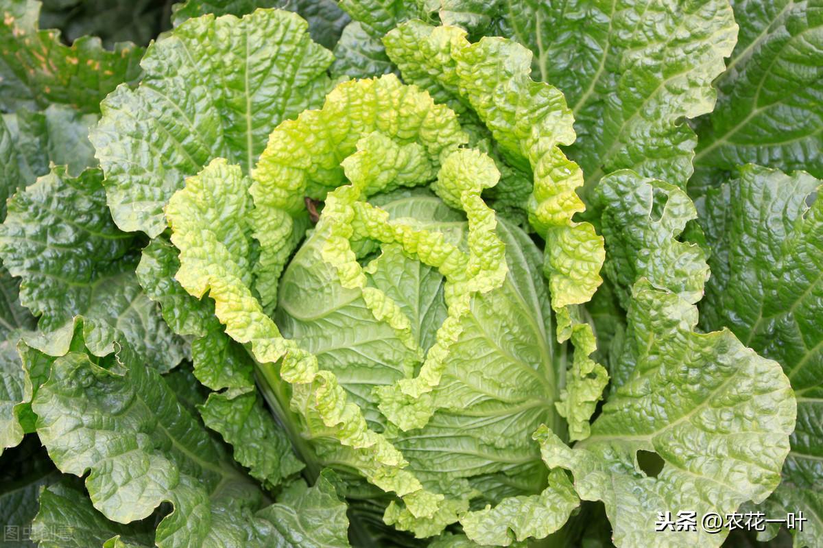 露天种植白菜每亩产量多少_春白菜露天种植技术_白菜夏天怎么露天种植方法