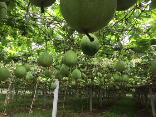 蟾蜍养殖技术网_蟾蜍养殖技术网_蟾蜍养殖技术网