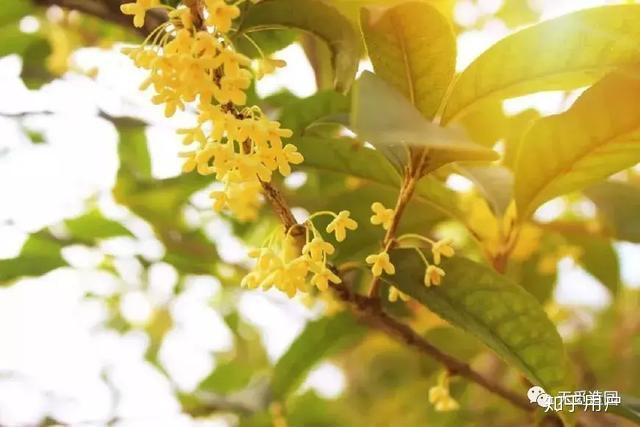 庭院种植致富树_致富庭院种植树好吗_庭院种植收益