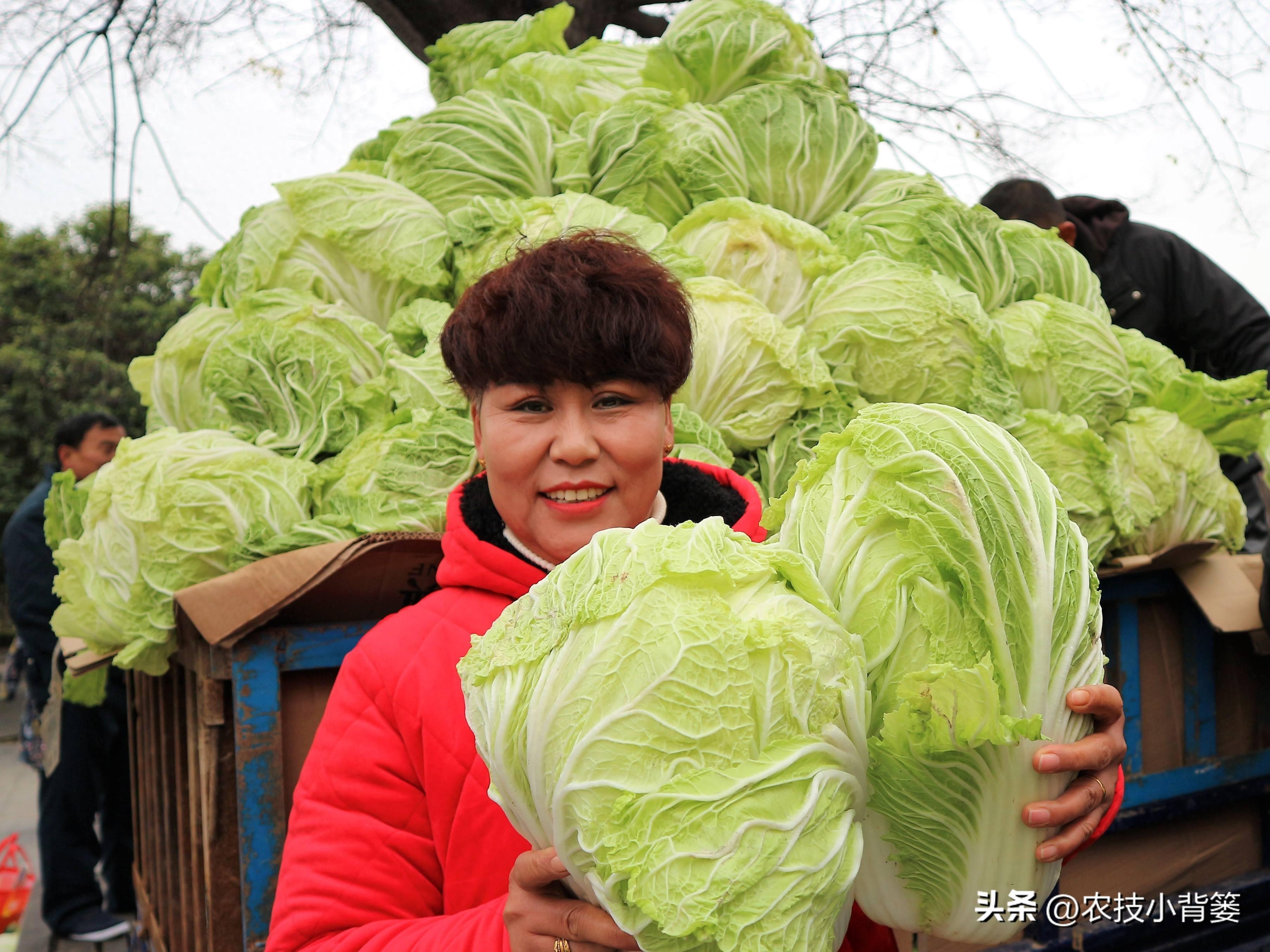 露天种植白菜每亩产量多少_春季露天白菜种植技术_春白菜露天种植技术