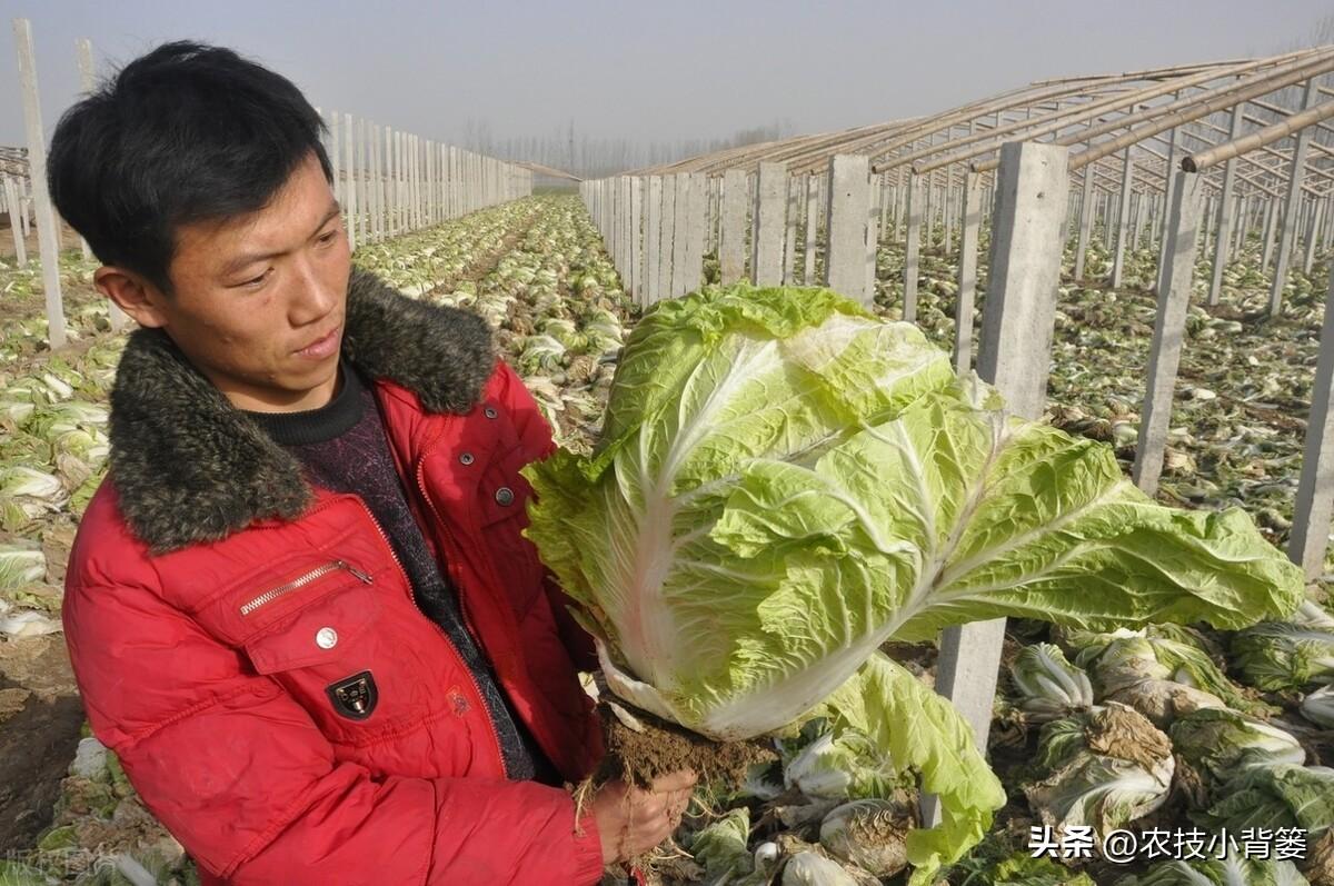 春季露天白菜种植技术_露天种植白菜每亩产量多少_春白菜露天种植技术