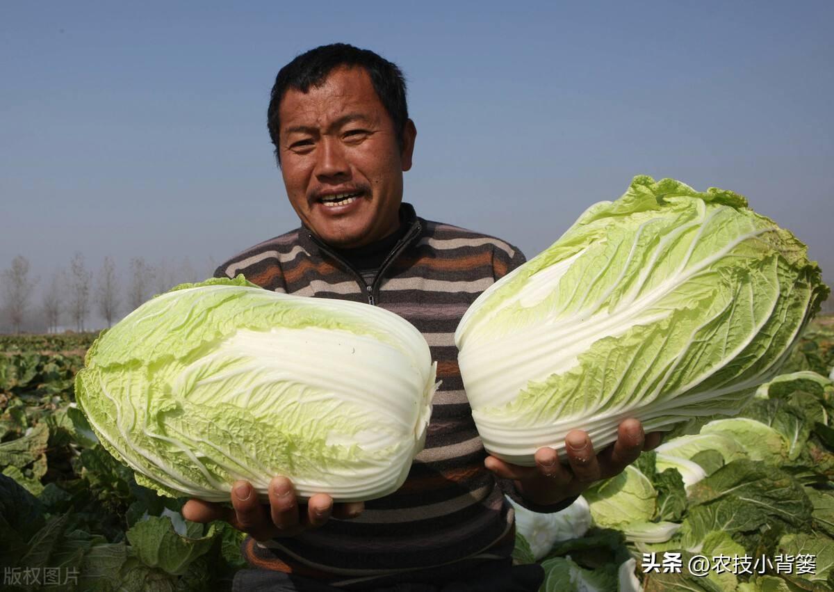 春季露天白菜种植技术_春白菜露天种植技术_露天种植白菜每亩产量多少