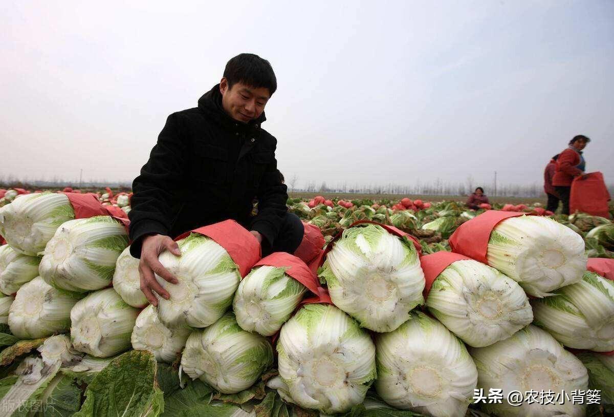 露天种植白菜每亩产量多少_春白菜露天种植技术_春季露天白菜种植技术