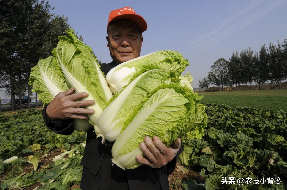 春白菜露天种植技术_露天种植白菜每亩产量多少_春季露天白菜种植技术