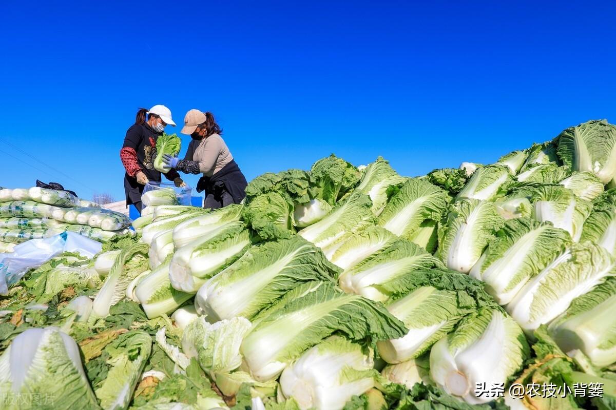 露天种植白菜每亩产量多少_春季露天白菜种植技术_春白菜露天种植技术