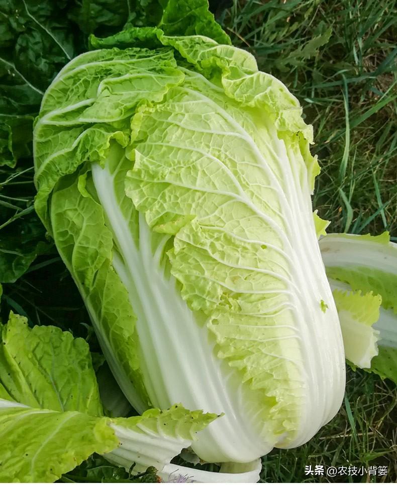 春白菜露天种植技术_露天种植白菜每亩产量多少_春季露天白菜种植技术