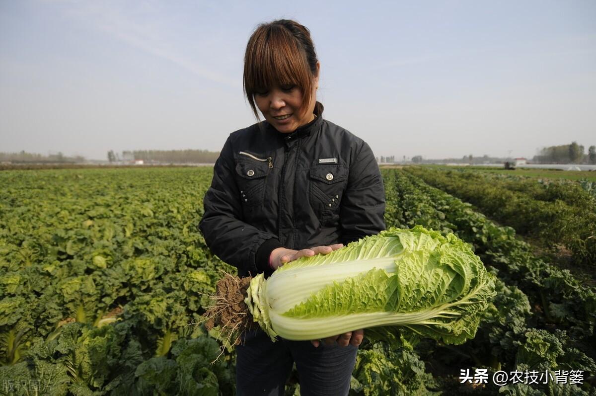 春白菜露天种植技术_露天种植白菜每亩产量多少_春季露天白菜种植技术