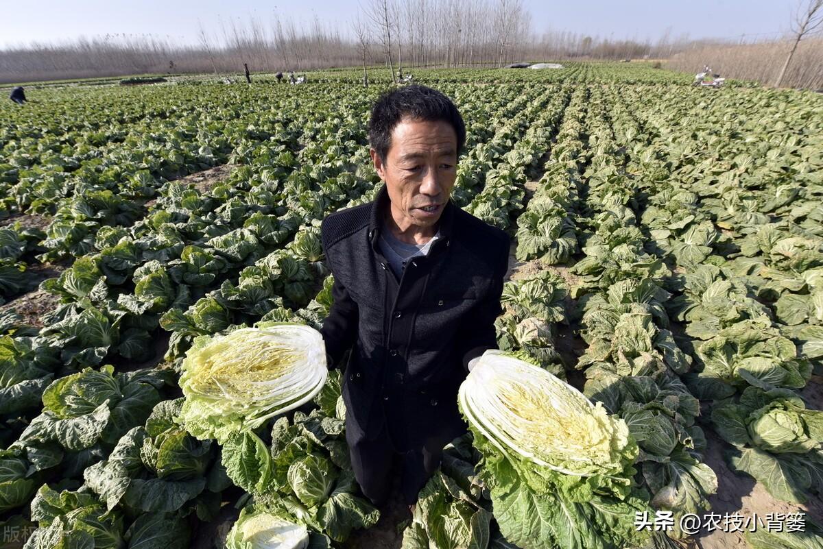 春季露天白菜种植技术_露天种植白菜每亩产量多少_春白菜露天种植技术