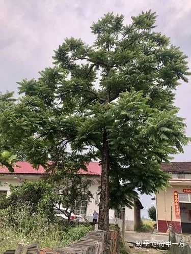 致富庭院种植树好吗_庭院种植致富树_庭院种植什么最赚钱