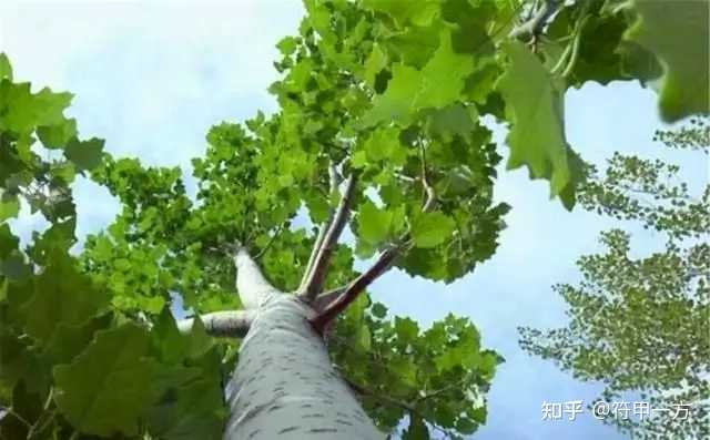 致富庭院种植树好吗_庭院种植什么最赚钱_庭院种植致富树