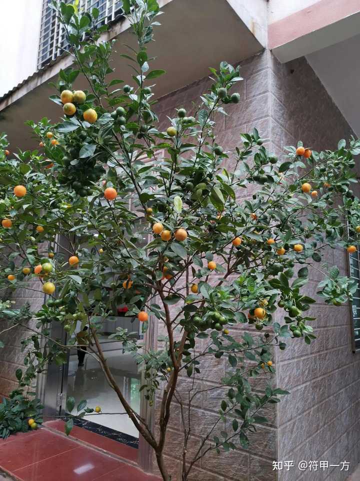 庭院种植什么最赚钱_庭院种植致富树_致富庭院种植树好吗