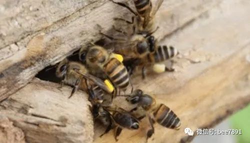 中蜂秋、冬季饲养技术