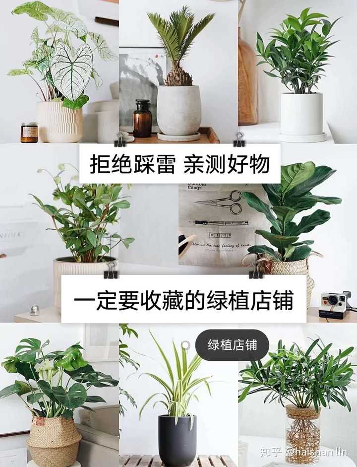 淘宝上有哪些好的植物花卉盆栽种子等店铺推荐？