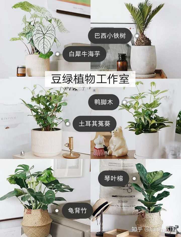 黑松的栽培技术_黑松的种植技术_黑松种植前景堪忧吗