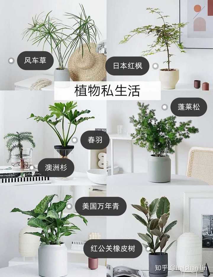 黑松的栽培技术_黑松种植前景堪忧吗_黑松的种植技术