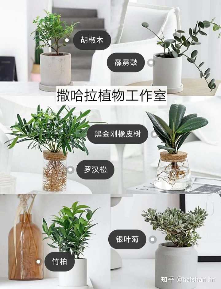 黑松种植前景堪忧吗_黑松的栽培技术_黑松的种植技术