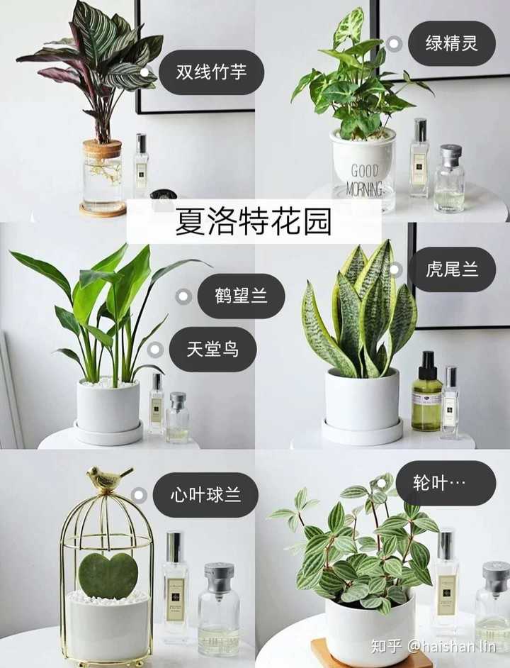 黑松种植前景堪忧吗_黑松的栽培技术_黑松的种植技术