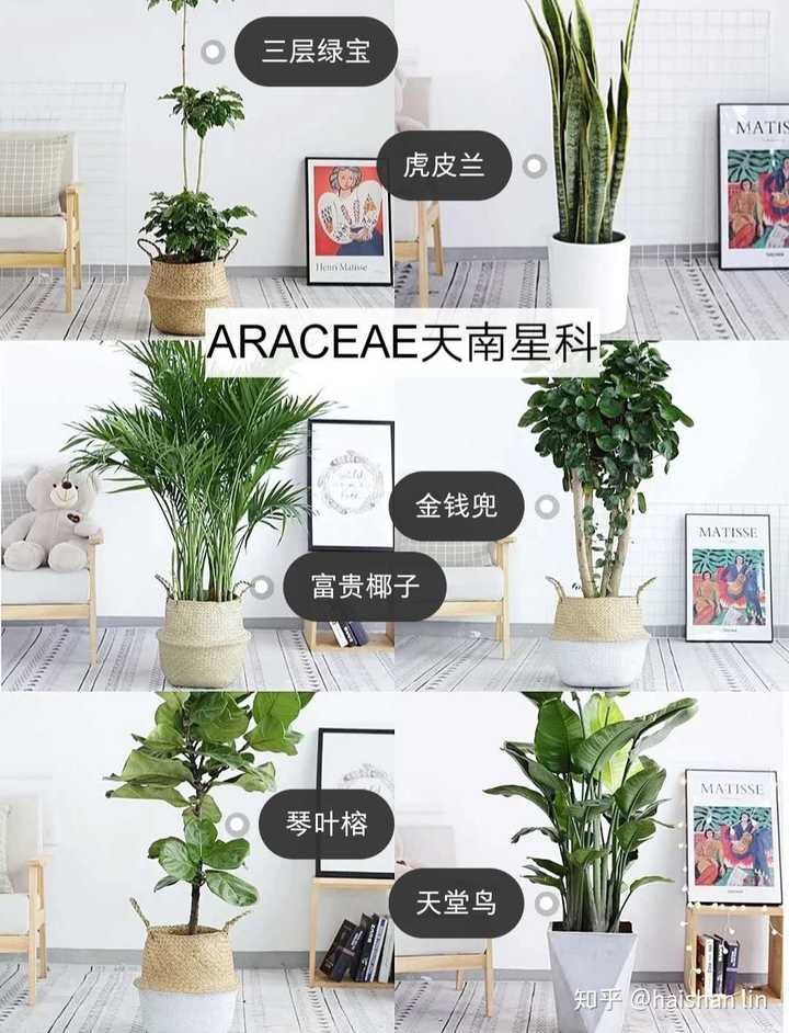 黑松种植前景堪忧吗_黑松的种植技术_黑松的栽培技术