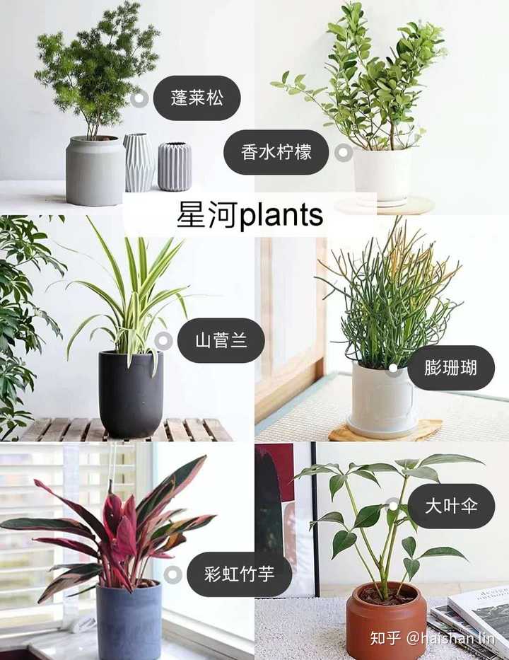 黑松种植前景堪忧吗_黑松的栽培技术_黑松的种植技术