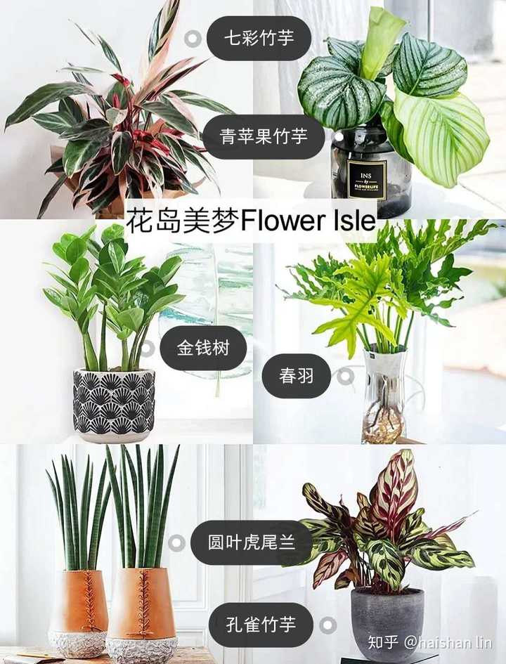 黑松种植前景堪忧吗_黑松的种植技术_黑松的栽培技术