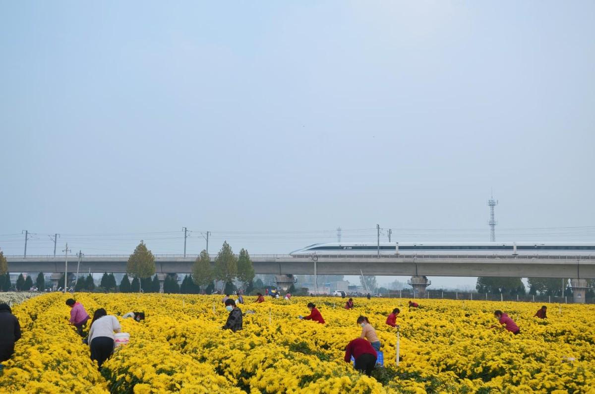 河南方城：皇菊采摘正当时 村民走上致富路