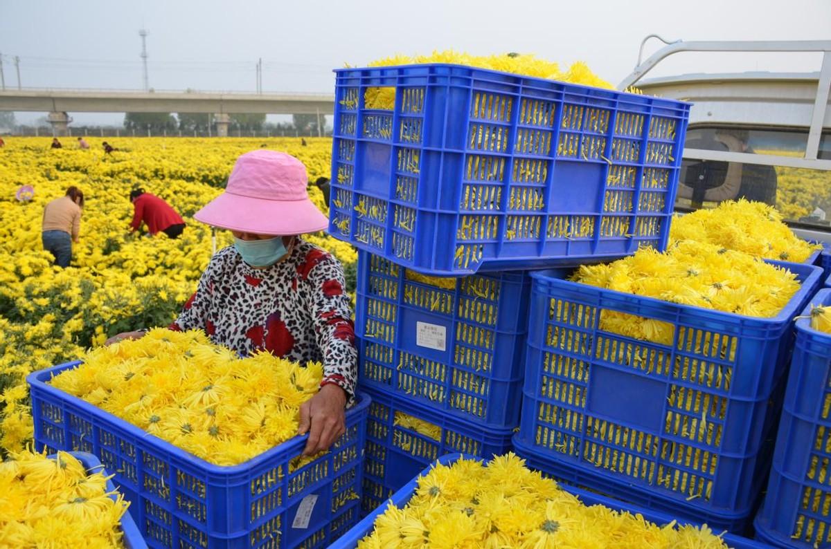 致富菊花土地添加硒cctv7_菊花 硒的添加 土地 cctv7致富经_富硒菊花宴怎么样