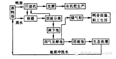 鸭子养殖过程_鸭子养殖技术视频_养殖水鸭子技术