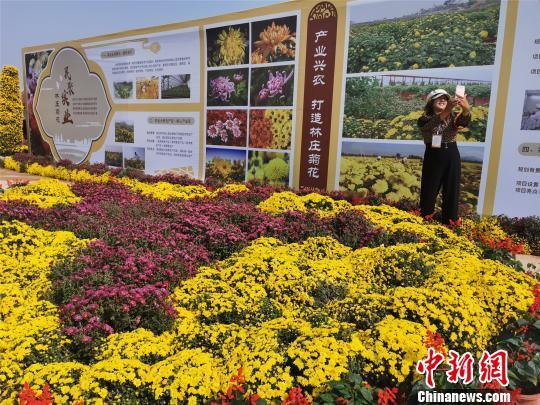 菊花 硒的添加 土地 cctv7致富经_致富菊花土地添加硒cctv7_富硒菊花宴怎么样