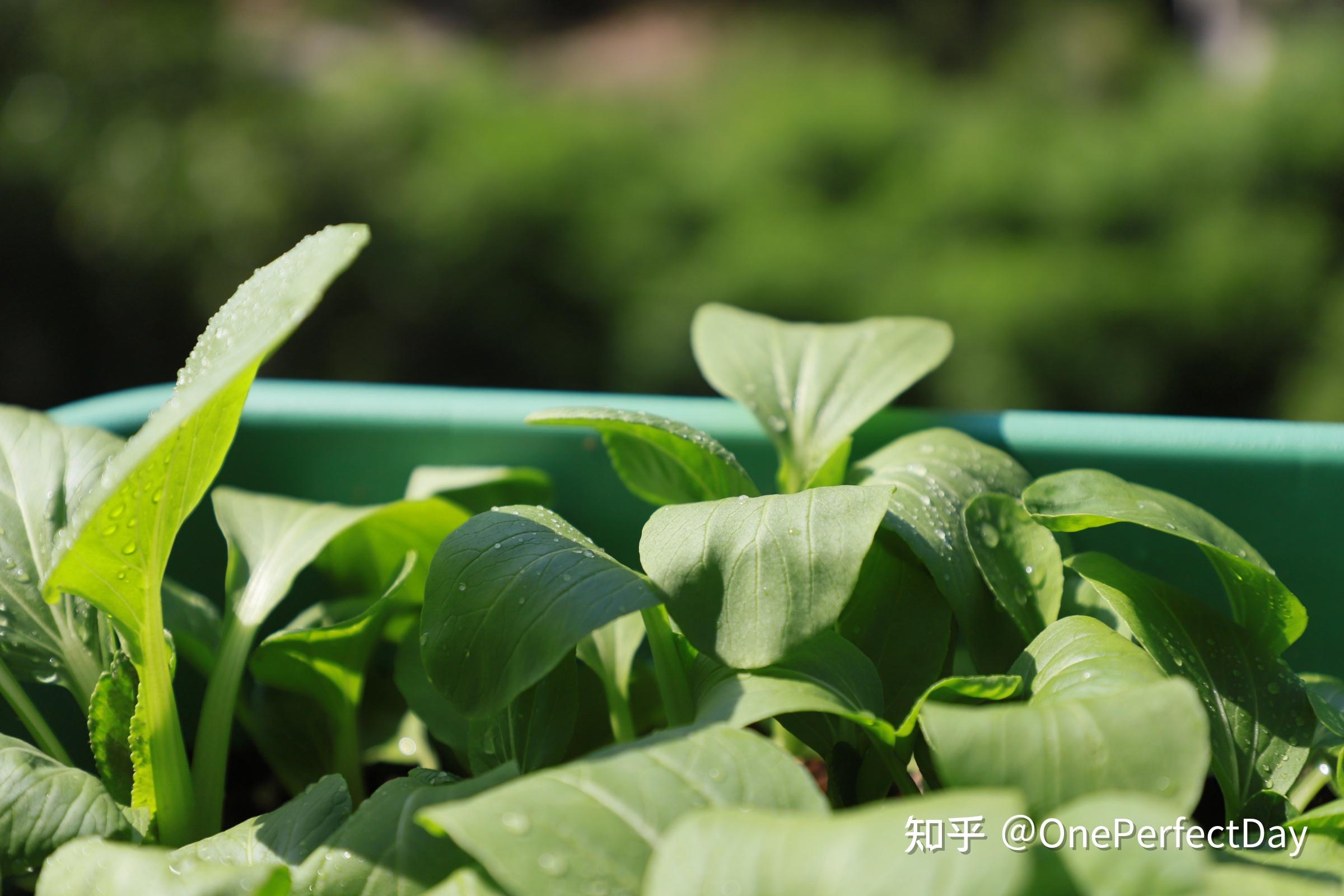 阳台种植什么最赚钱_阳台种富贵竹风水好吗_阳台种植致富